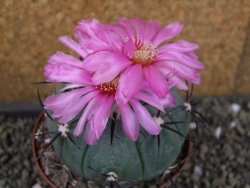 Echinocactus horizonthalonius Castaňas, pot 9 cm