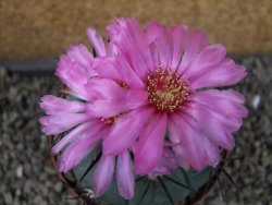 Echinocactus horizonthalonius Castaňas, pot 9 cm - 12403897
