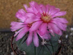 Echinocactus horizonthalonius Castaňas, pot 9 cm - 12403898