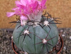 Echinocactus horizonthalonius Castaňas, pot 9 cm - 12403899