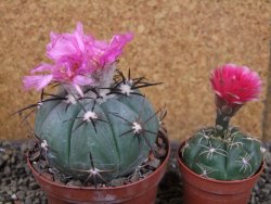 Echinocactus horizonthalonius Castaňas, pot 9 cm - 12404642