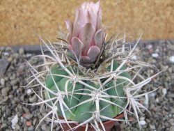 Gymnocalycium cardenasianum JO 604 pot 7 cm - 12403916