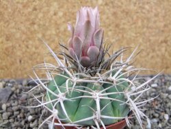 Gymnocalycium cardenasianum JO 604 pot 7 cm - 12403917