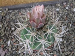 Gymnocalycium cardenasianum JO 604 pot 7 cm - 12403918