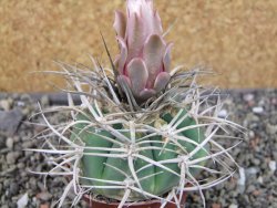 Gymnocalycium cardenasianum JO 604 pot 7 cm