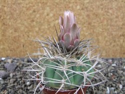 Gymnocalycium cardenasianum JO 604 pot 7 cm - 12403920