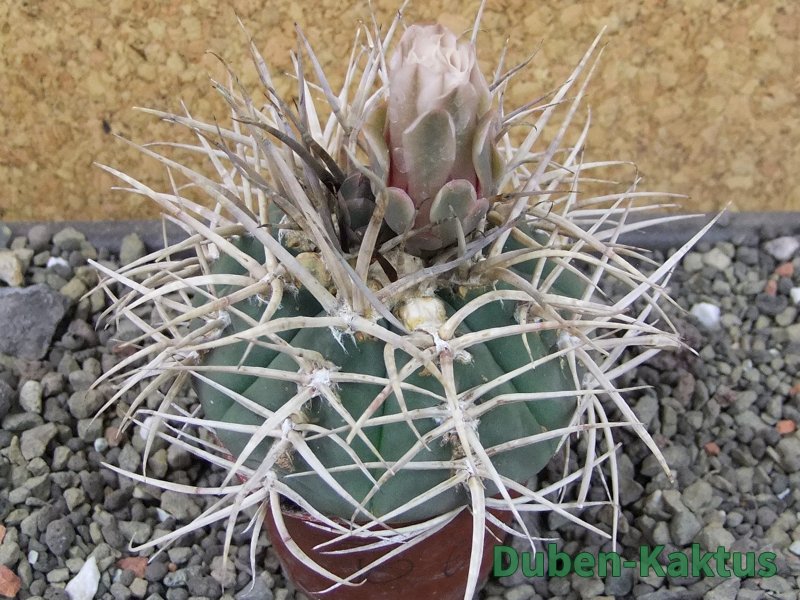 Gymnocalycium cardenasianum JO 604 pot 7 cm