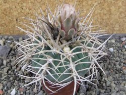 Gymnocalycium cardenasianum JO 604 pot 7 cm