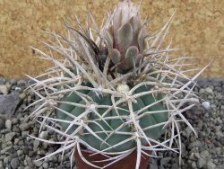Gymnocalycium cardenasianum JO 604 pot 7 cm - 12403922