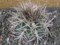 Gymnocalycium cardenasianum JO 604 pot 7 cm - 12403923
