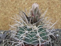 Gymnocalycium cardenasianum JO 604 pot 7 cm - 12403924