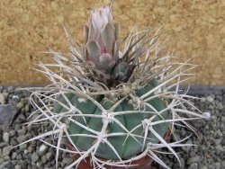 Gymnocalycium cardenasianum JO 604 pot 7 cm - 12403925