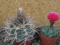 Gymnocalycium cardenasianum JO 604 pot 7 cm - 12403926