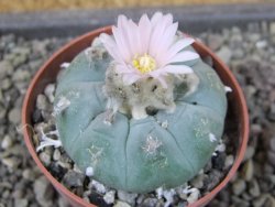 Lophophora williamsii pot 6,5 cm