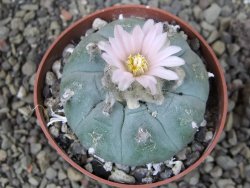 Lophophora williamsii pot 6,5 cm - 12403928