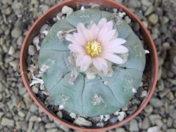 Lophophora williamsii pot 6,5 cm - 12403929