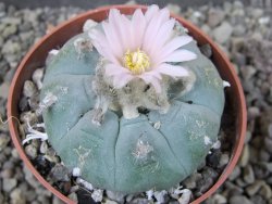 Lophophora williamsii pot 6,5 cm - 12403930