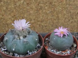 Lophophora williamsii pot 6,5 cm - 12403932