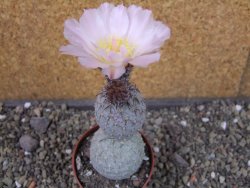 Tephrocactus geometricus pot 6,5 cm