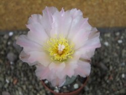 Tephrocactus geometricus pot 6,5 cm - 12403939