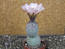 Tephrocactus geometricus pot 6,5 cm - 12403940