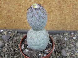 Tephrocactus geometricus pot 6,5 cm - 12403941