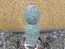 Tephrocactus geometricus pot 5,5 cm