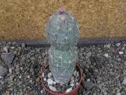 Tephrocactus geometricus pot 5,5 cm - 12403943