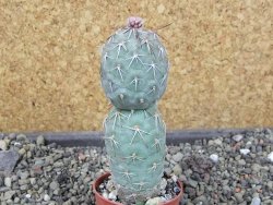 Tephrocactus geometricus pot 5,5 cm - 12403944