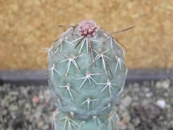 Tephrocactus geometricus pot 5,5 cm - 12403945