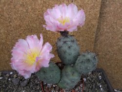 Tephrocactus geometricus pot 10 cm