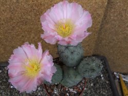 Tephrocactus geometricus pot 10 cm - 12403955