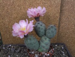 Tephrocactus geometricus pot 10 cm - 12403956