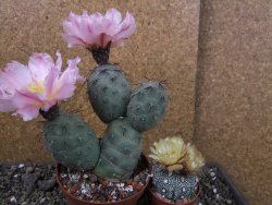 Tephrocactus geometricus pot 10 cm - 12403957
