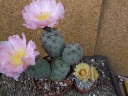 Tephrocactus geometricus pot 10 cm - 12403958
