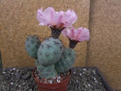 Tephrocactus geometricus pot 10 cm - 12403959
