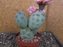 Tephrocactus geometricus pot 10 cm - 12403960