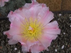 Tephrocactus geometricus pot 10 cm - 12403961