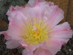 Tephrocactus geometricus pot 10 cm - 12403962
