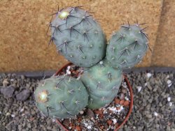 Tephrocactus geometricus pot 10 cm - 12403963