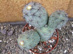 Tephrocactus geometricus pot 10 cm - 12403964