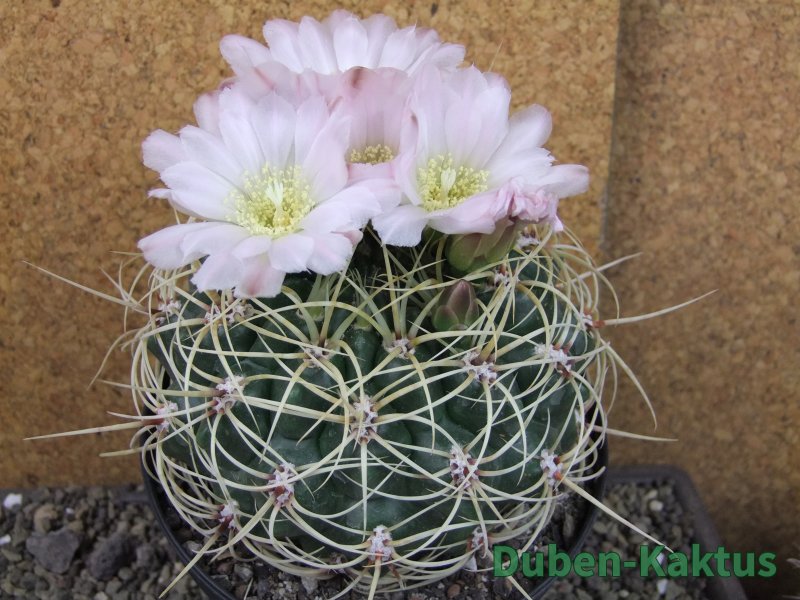 Gymnocalycium monvillei JS 169 pot 13 cm XXXL
