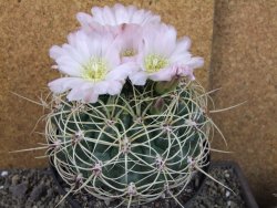 Gymnocalycium monvillei JS 169 pot 13 cm XXXL