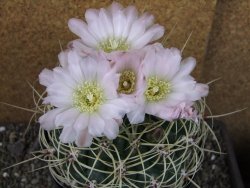 Gymnocalycium monvillei JS 169 pot 13 cm XXXL - 12403966