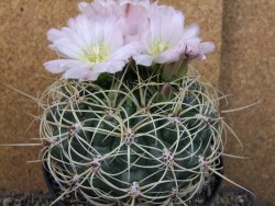 Gymnocalycium monvillei JS 169 pot 13 cm XXXL - 12403967
