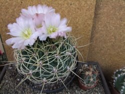 Gymnocalycium monvillei JS 169 pot 13 cm XXXL - 12403970
