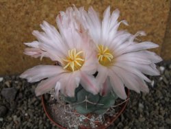 Thelocactus hexaedrophorus major pot 9 cm