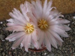 Thelocactus hexaedrophorus major pot 9 cm - 12403972