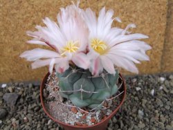 Thelocactus hexaedrophorus major pot 9 cm - 12403973