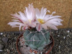 Thelocactus hexaedrophorus major pot 9 cm - 12403974